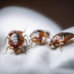 Bed bugs on a white cloth, macro, Generative AI
